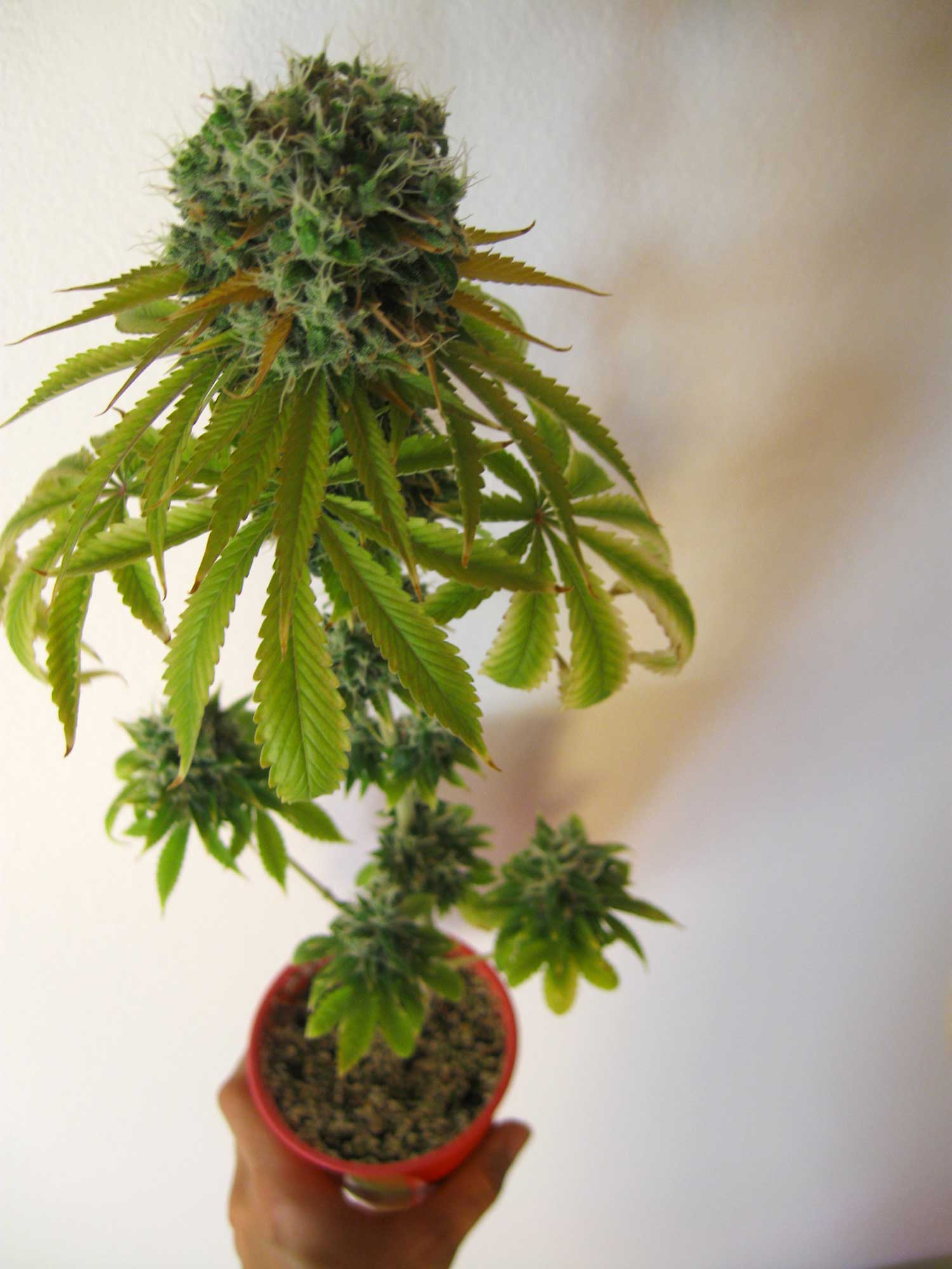 Комнатное растение конопля как правильно есть марихуану