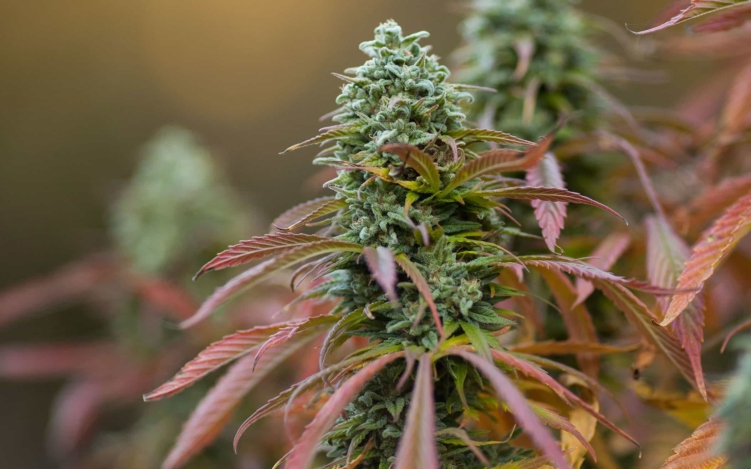 Пустоцветы конопли фото минусовка линда марихуана