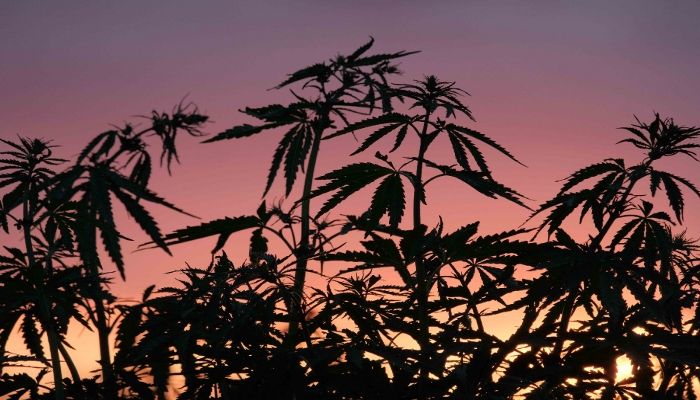 Полив марихуаны - выращивание автоцветов в аутдоре
