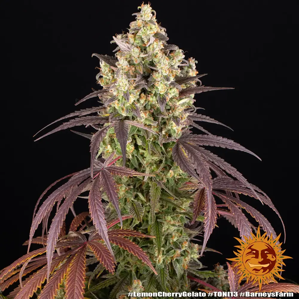 CBG CBN CBD イブナ Eybna 10ml Hohlandseeds - конопли Семена - Gelato Cherry Lemon レモンチェリージェラート エッセンシャルオイル