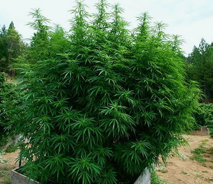 ﻿Лучшие сорта марихуаны для выращивания дома и в открытом грунте