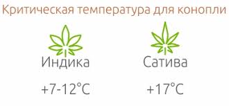 марихуана и температура