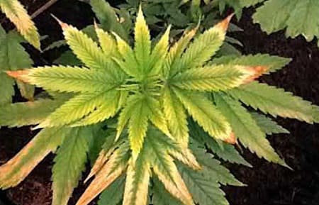 желтеют листья марихуаны