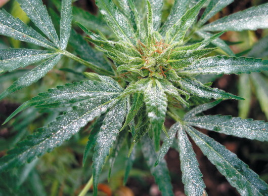 Белый налет на листьях марихуаны как делать кашу из конопли
