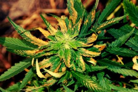 Больные листья марихуаны семена конопляные купить в москве курьером
