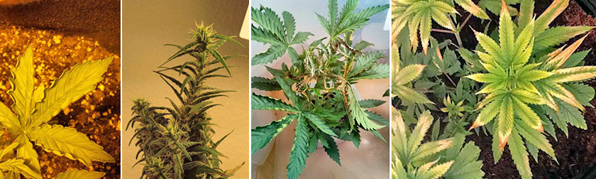 больные листья марихуаны