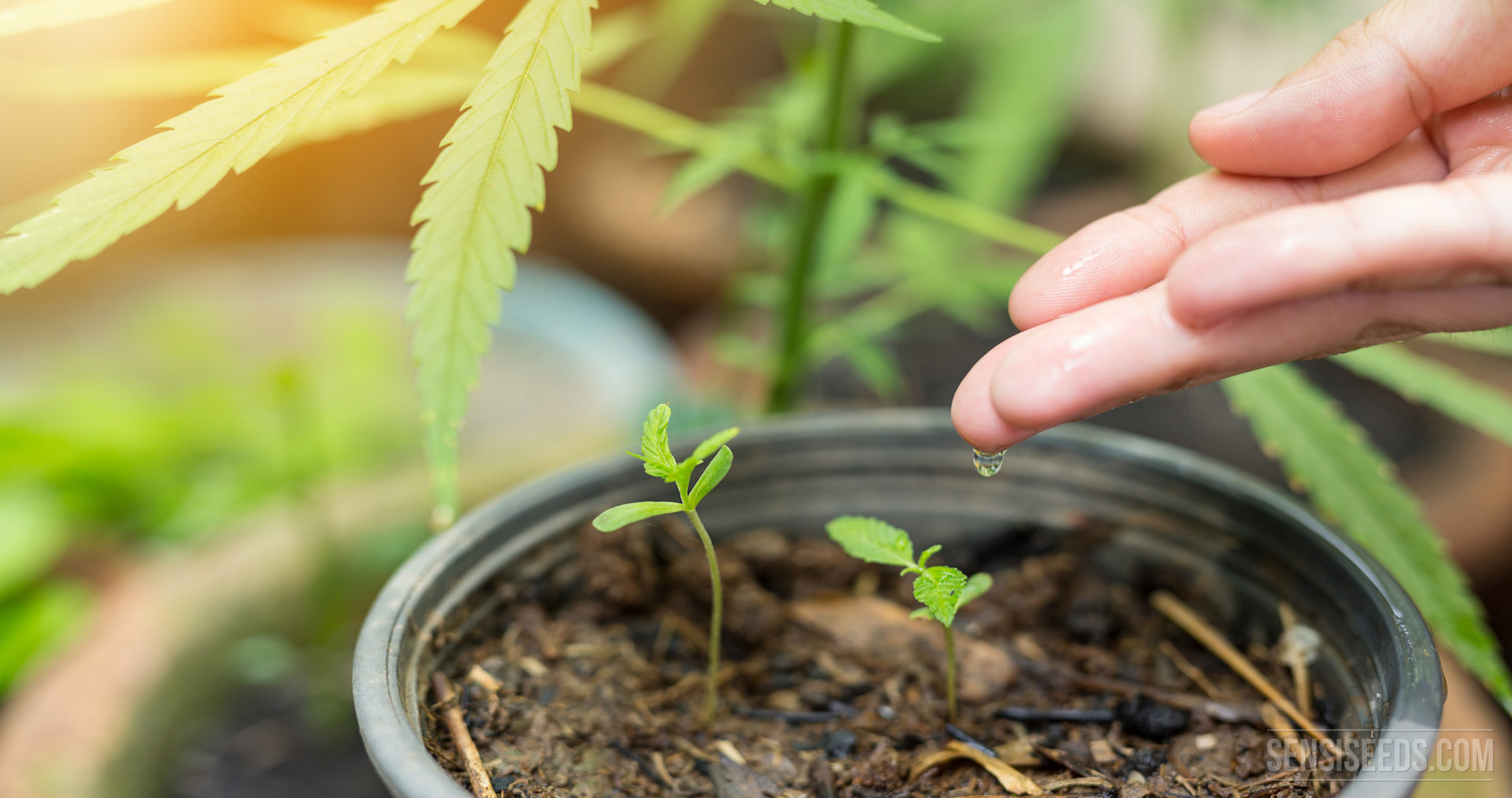 марихуана семена поливать