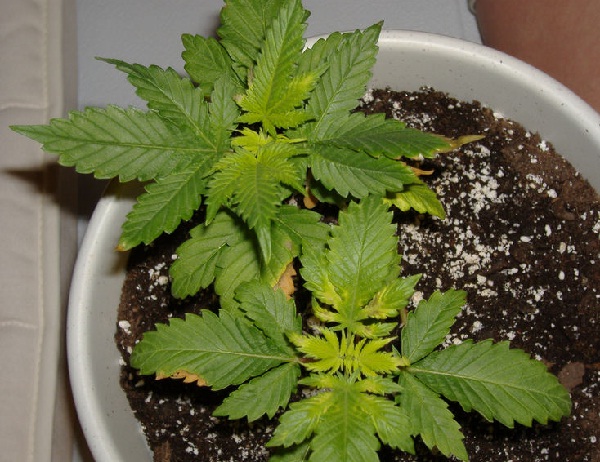 Сморщенные листья конопли марихуана не вставляет