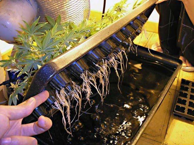марихуана гидропоник способ выращивания