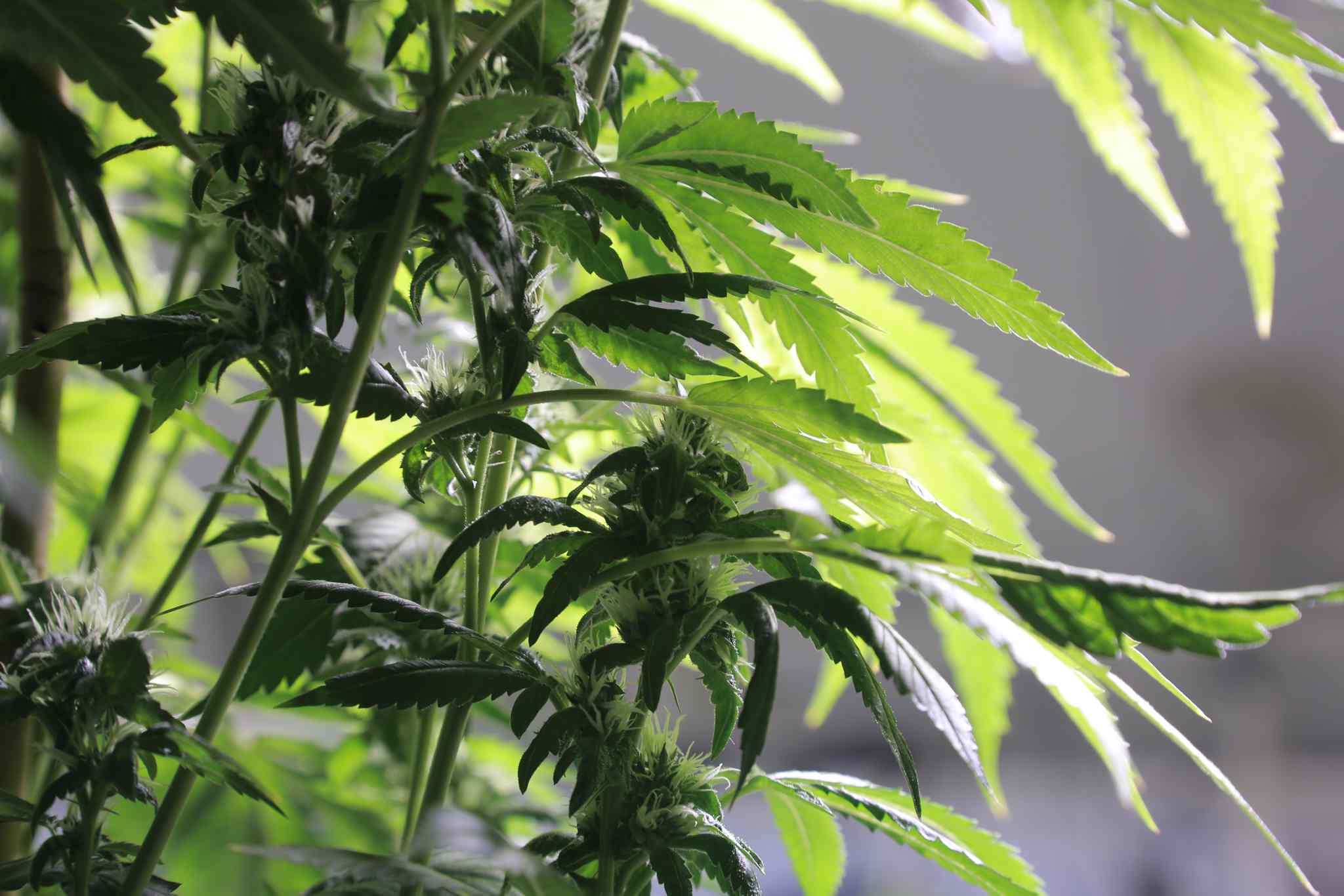 Процесс роста марихуаны доклад о вреде наркотиков 4 класс