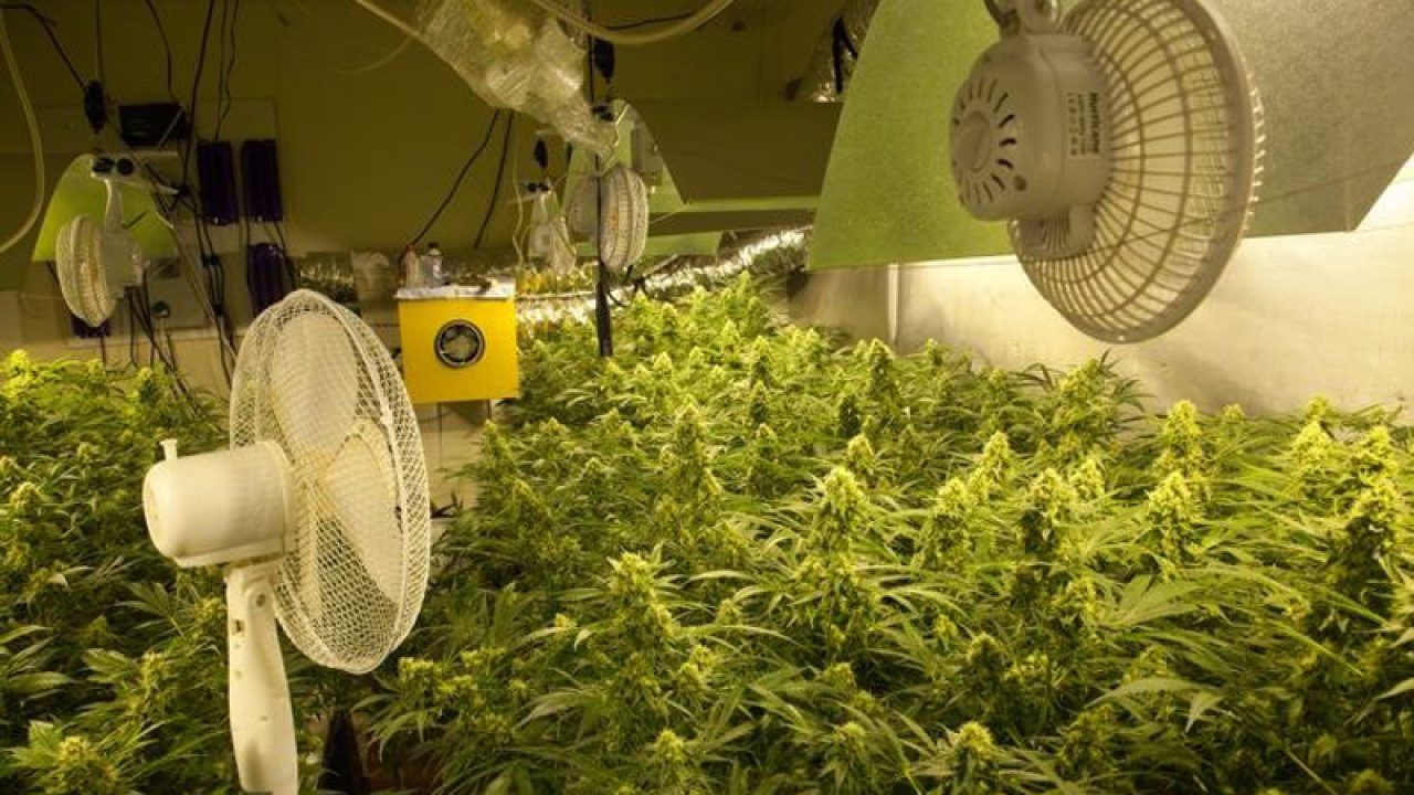 Вентилятор для выращивания марихуаны много конопля картинка