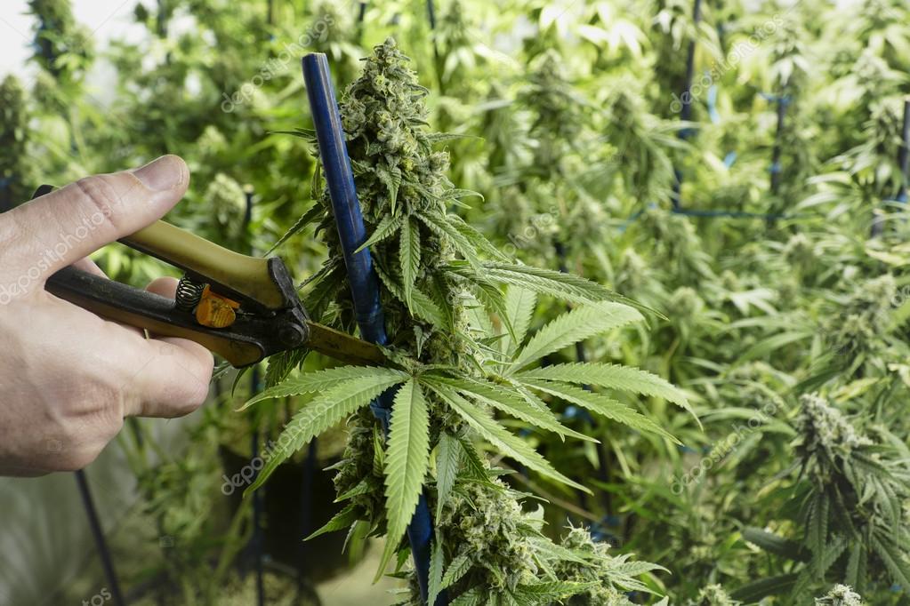 Обрезка марихуаны во время цветения рассадный способ