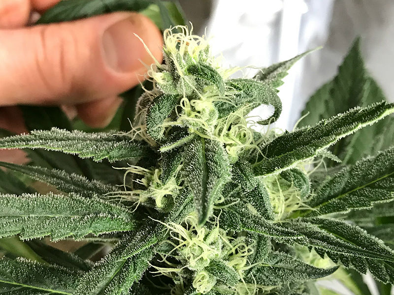Как растут шишки на конопле марихуана blue pyramid
