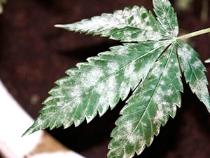 Белый налет на листьях марихуаны фото как цветет конопля