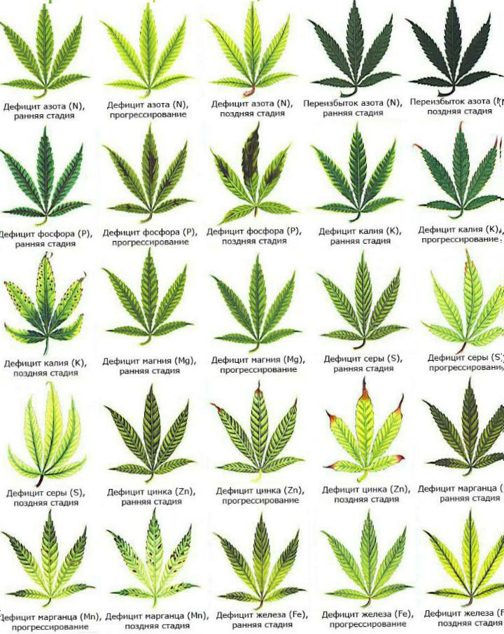 желтеют верхние листья марихуаны