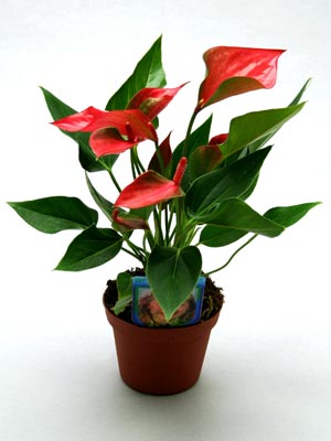 anthurium