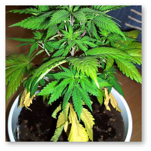 Листья пожелтели конопля как определить хороший куст марихуаны