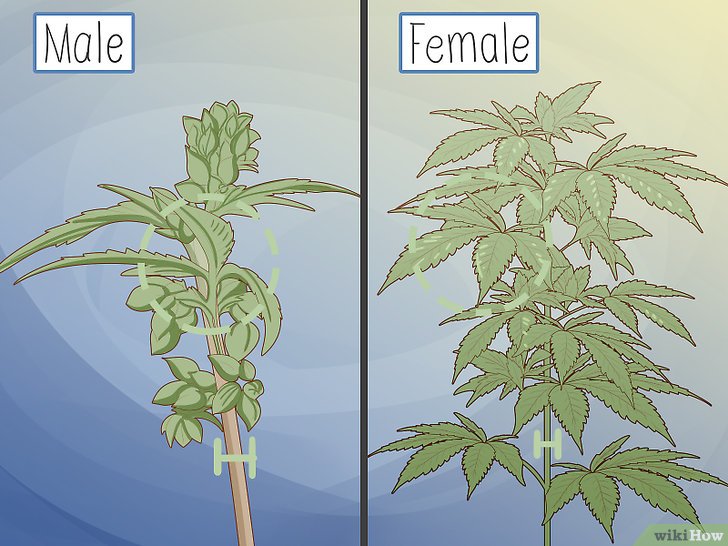 конопля отличия женских растений от мужских