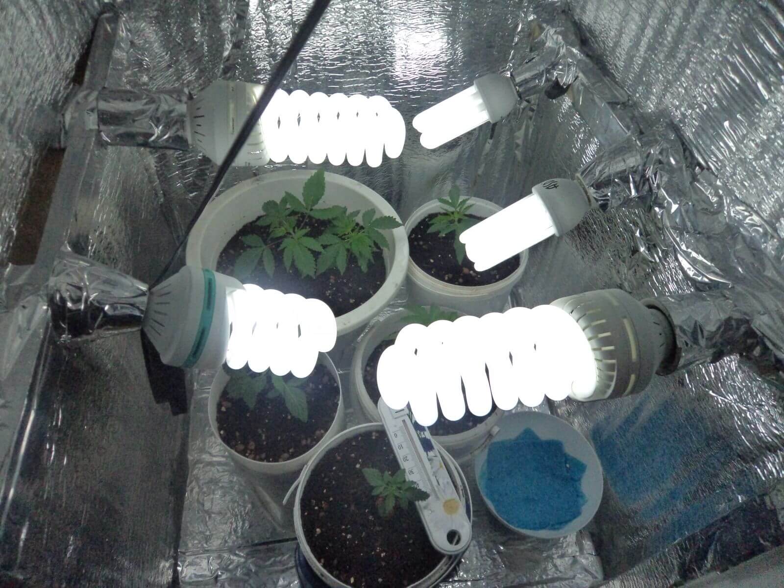 выращивание марихуаны лампа