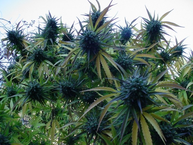 полный цикл выращивания марихуаны
