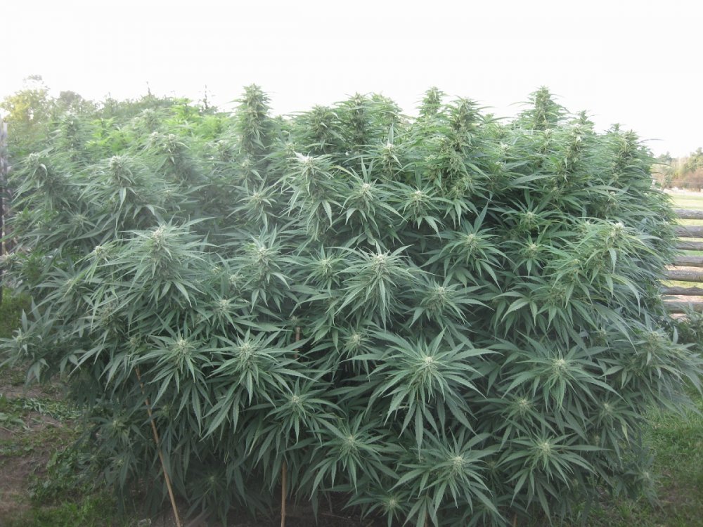 Конопля элитные сорта грунт для выращивания марихуаны