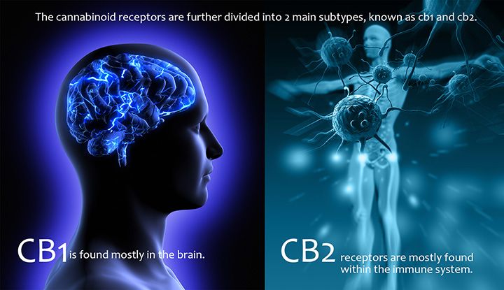 Ендоканнабіноідние хімічні сигнали впливають на схожі мозкові і імунні клітини-рецептори (CB-1 і CB-2)