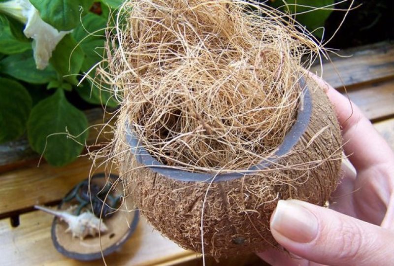 Выращивание марихуаны в кокосовом волокне протеин конопли