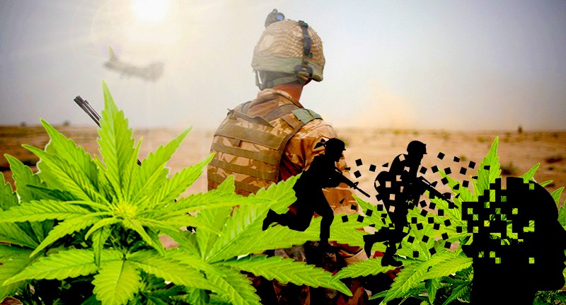 cannabis treats ptsd in military cannabis treats ptsd in military