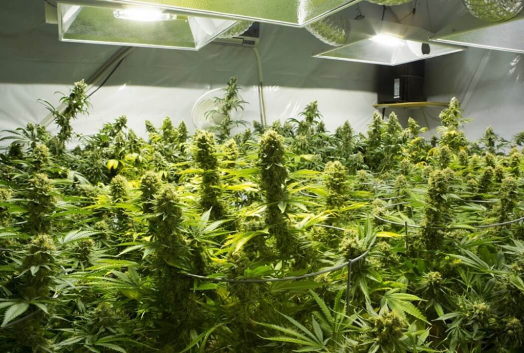 марихуана выращивать дома
