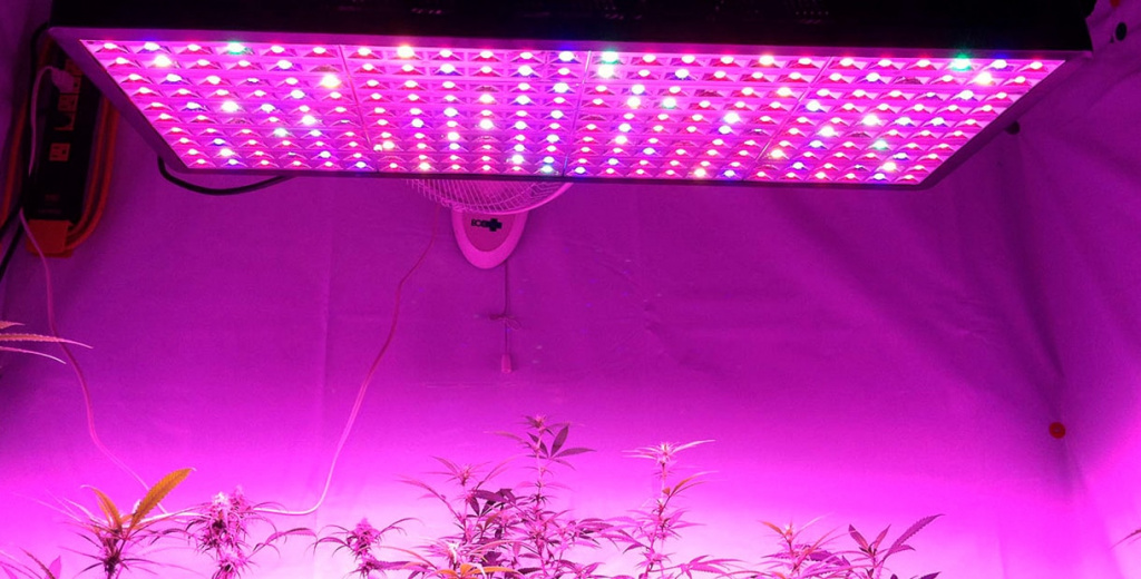 Освітлення для вирощування марихуани