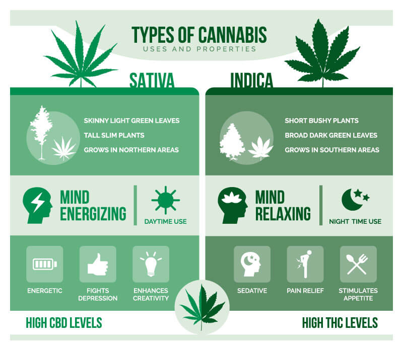 два вида марихуаны