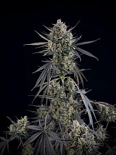 Pound Cake Auto autofem (FsBd) (3 шт.)