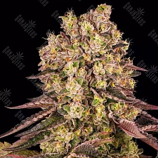 Runtz Muffin feminised Ganja Seeds (4 шт.)