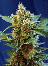 Cream Mandarine XL Auto autofem (SwS) (25 шт.)