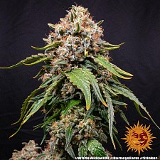 White Widow XXL fem (Brn) (3 шт.)