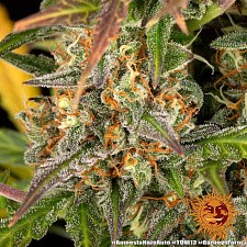 Amnesia Haze Auto autofem (Brn) (10 шт.)