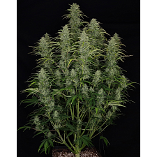 Chronic Ryder BX autofem (DctCh) (1 шт.)