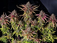 Lemon Cherry Cookies Auto autofem (FsBd) (10 шт.)