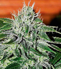 Critical Jack Herer (Delicious Seeds) - 3шт.