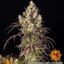 Lemon Cherry Gelato fem (Brn) (10 шт.)