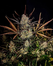 Apple Strudel Auto autofem (FsBd) (10 шт.)