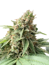 Fast Diesel genetics fem (IZI) (25 шт.)