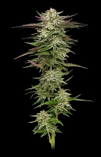 Humboldt Headband fem (HmbS) (5 шт.)