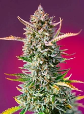 Gorilla Sherbet F1 Fast Version fem (SwS) (25 шт.)