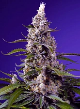 Banana Cream Cake XL Auto autofem (SwS) (3+1 шт.)