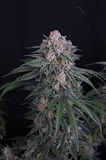 GMO Auto autofem (FsBd) (1 шт.)