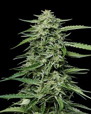 Blueberry Honey fem (HmbS) (5 шт.)