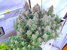 Tropicana Cookies Auto autofem (FsBd) (5 шт.)