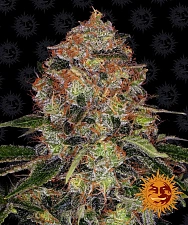 Shiskaberry fem (Brn) (10 шт.)