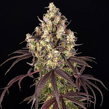 Candy Pack fem (Brn) (5 шт.)